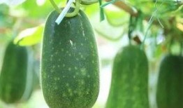 夏天吃甜宝瓜,探索甜宝瓜的清凉美味