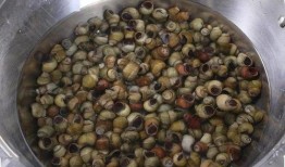 田螺吃瓜吗,探寻田螺的独特饮食习惯