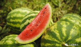 吃西瓜果瓜,西瓜果瓜的甜蜜诱惑