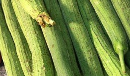 新鲜的药瓜怎么吃,新鲜药瓜的多样美味食用指南