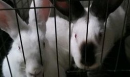 路过吃瓜的兔子,揭秘吃瓜背后的故事