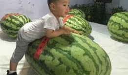 射阳吃瓜事件吃瓜群众是谁,揭秘“吃瓜群众”的真实身份