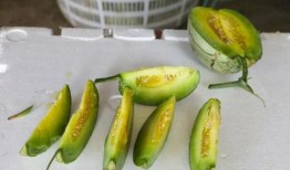 啃着吃的玉瓜叫什么瓜,品味时光的甘甜