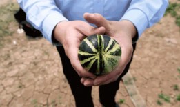 山东特色吃瓜群众,吃瓜群众的特色美食之旅