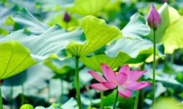 写吃瓜的好词好句,妙语连珠，品鉴人间烟火