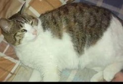 猫猫可以吃松瓜,松瓜成为猫咪新宠