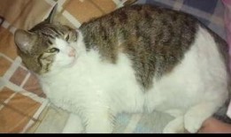 猫猫可以吃松瓜,松瓜成为猫咪新宠