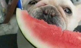 吃瓜背后的心理,探究背后心理的趣味解读