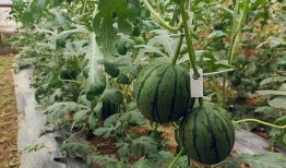 小七也吃瓜,揭秘娱乐圈的甜蜜与苦涩