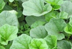 瓜娃吃野菜,一场奇妙的味蕾探险之旅