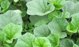 瓜娃吃野菜,一场奇妙的味蕾探险之旅