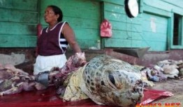 尼加拉瓜吃海龟怎么吃,探索海龟美食的独特魅力