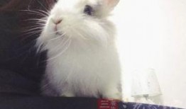 兔吃瓜有什么好处,健康益处多多的天然美食选择