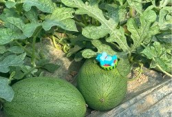 上海浦东吃瓜,瓜果飘香，品味都市田园生活