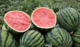 吃瓜楼我的瓜保熟,我的瓜保熟，轻松解锁美食新境界