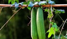 秋后吃三瓜指哪三瓜,必吃三瓜，健康一整秋