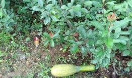 早安吃瓜的图片,揭秘娱乐圈最新热点瞬间