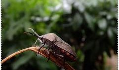 瓜黑蝽 怎么吃,解锁独特昆虫食材的烹饪艺术
