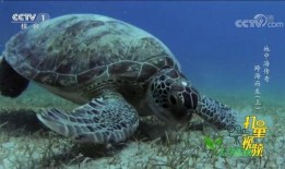 尼加拉瓜吃海龟怎么吃,探索海龟美食的独特魅力