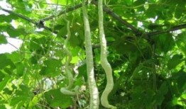 蛇瓜该怎样吃,探索美味与营养的完美结合