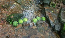 怀念吃瓜的图片,重温那些难忘的吃瓜时光