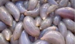 秦皇岛卫校吃瓜,揭秘校园生活趣闻