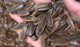 拿瓜子吃瓜图片,拿瓜子共赏美好时光