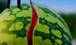 吃瓜拍照片文案,记录生活点滴