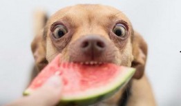 辛巴狗吃瓜,辛巴狗的瓜田奇遇记