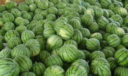 龙港直播吃瓜事件,网络舆论场上的风波与反思