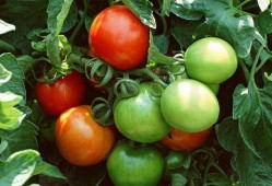 番茄小说吃瓜十八,揭秘娱乐圈背后的秘密与真相