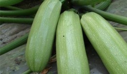 吃师瓜有什么好处,揭秘吃师瓜的五大益处