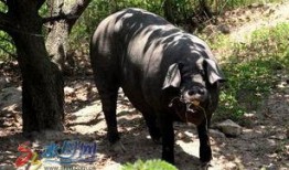 野猪吃瓜头像高清图,趣味横生的自然瞬间