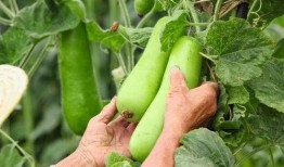 新鲜的药瓜怎么吃,新鲜药瓜的多样美味食用指南