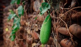 吃瓜指吃什么瓜,揭秘“吃瓜”背后的瓜种奥秘