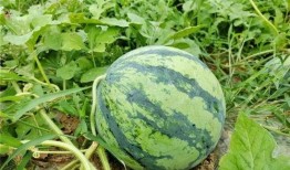 高邮城南新区吃瓜,夏日吃瓜盛宴，探寻瓜果飘香的小区生活