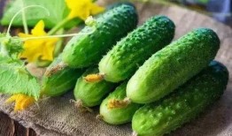 吃瓜少女芽,揭秘娱乐圈幕后故事