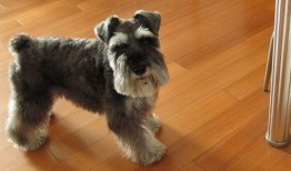 雪纳瑞可以吃蜜瓜吗,蜜瓜是否适合它们食用？