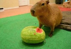 水豚吃瓜,瓜果飘香中的悠闲时光