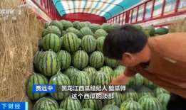 魏县曹堤吃瓜,瓜香四溢，品味夏日田园风情