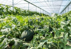 农村夏天吃瓜,农村夏天的甜蜜记忆