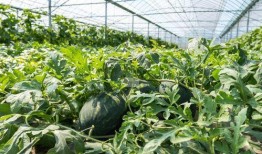 农村夏天吃瓜,农村夏天的甜蜜记忆