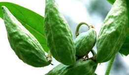 吃山瓜的好处,揭秘吃山瓜的五大益处