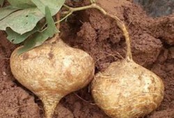 梦见吃烤土瓜,探寻烤土瓜背后的神秘寓意