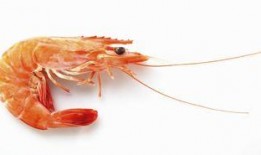 乳瓜能和虾一起吃,营养美味两不误