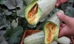 野面瓜怎么吃,探索自然美味的新境界