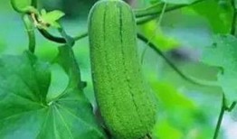 吃山瓜的好处,揭秘吃山瓜的五大益处