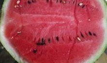 上午吃瓜 下午口罩