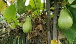 摸耳朵吃瓜,揭秘娱乐圈的趣味瞬间