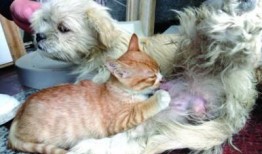 幼犬可以吃小白瓜